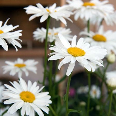 Girasole Villa Limni  Buitenkant foto