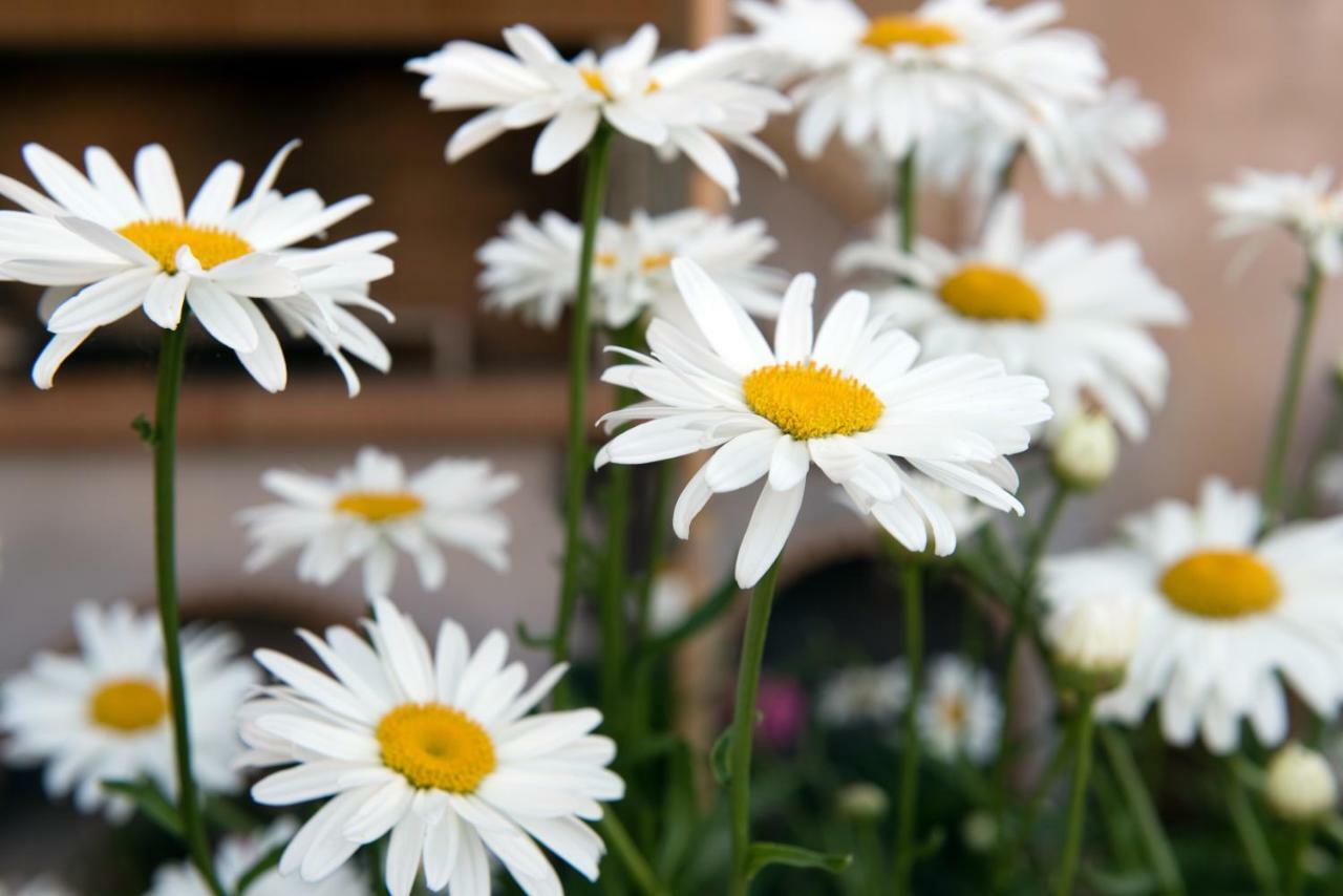 Girasole Villa Limni  Buitenkant foto